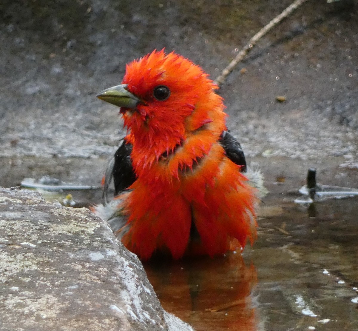 アカフウキンチョウ - ML637003638