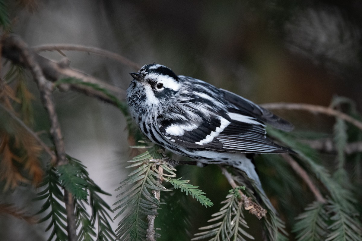Black-and-white Warbler - ML637003846