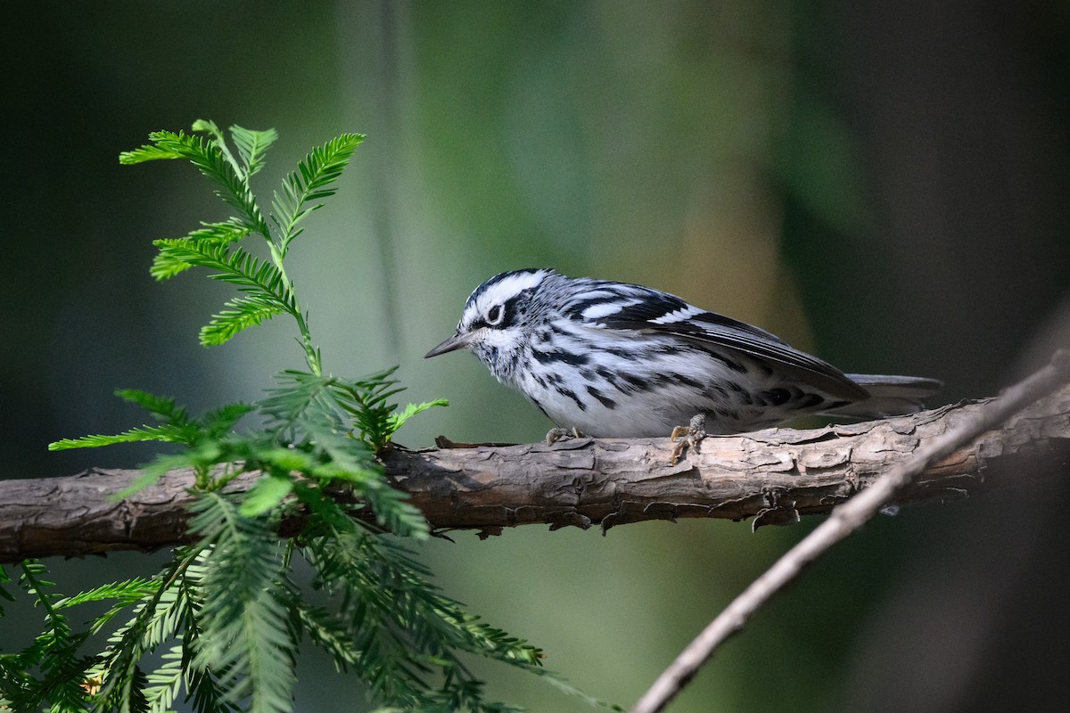 Black-and-white Warbler - ML637003847