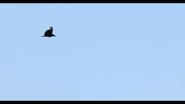 Black Vulture - ML637003902