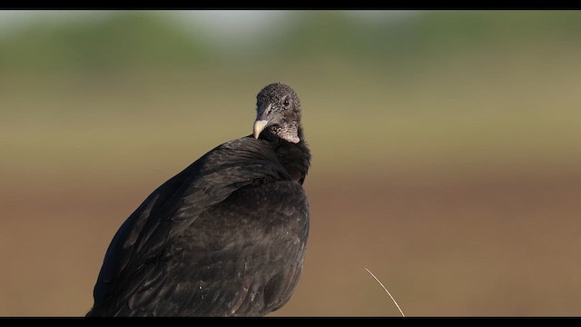 Black Vulture - ML637003921