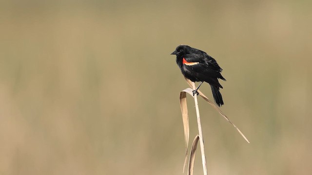 Red-winged Blackbird - ML637003960