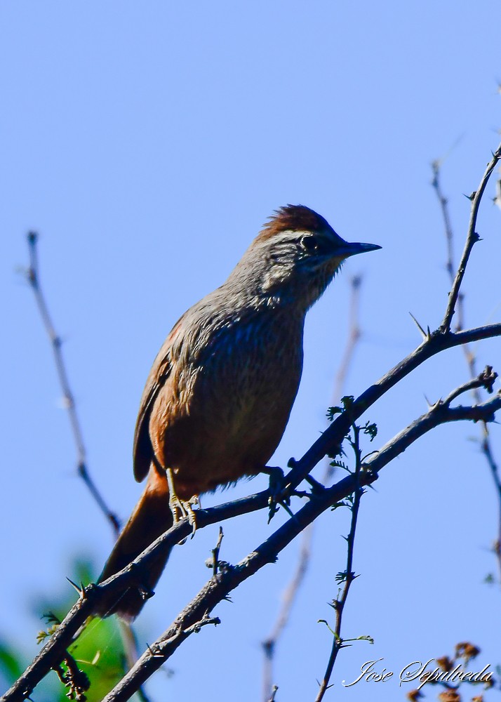 Dusky-tailed Canastero - ML637003963