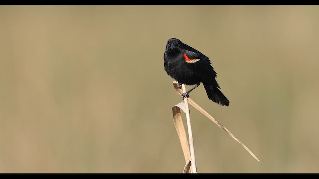 Red-winged Blackbird - ML637003966