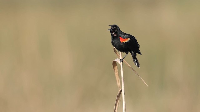 Red-winged Blackbird - ML637003968