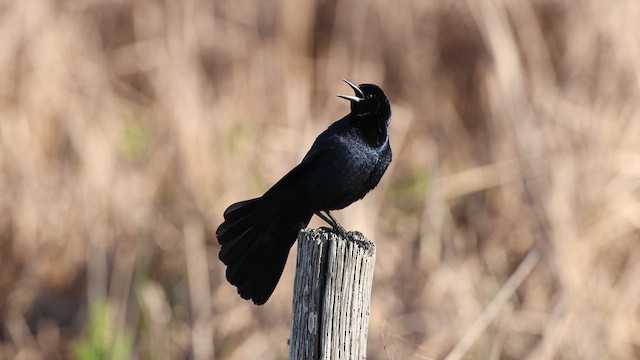 Boat-tailed Grackle - ML637003973