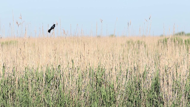 Boat-tailed Grackle - ML637004000