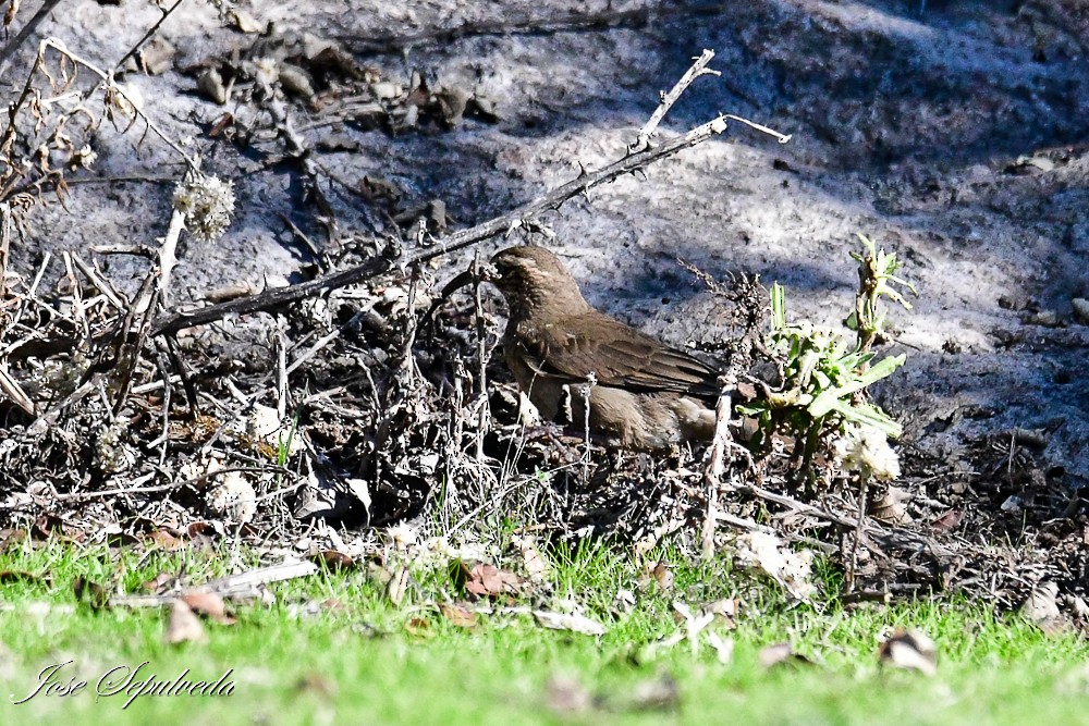 Patagonian Forest Earthcreeper - ML637004010
