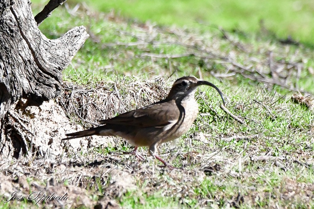 Patagonian Forest Earthcreeper - ML637004011