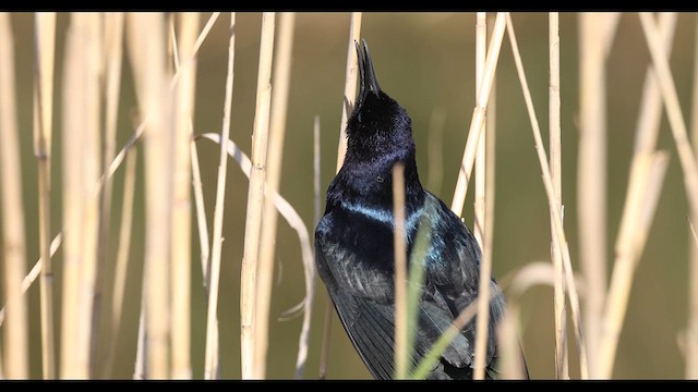 Boat-tailed Grackle - ML637004012