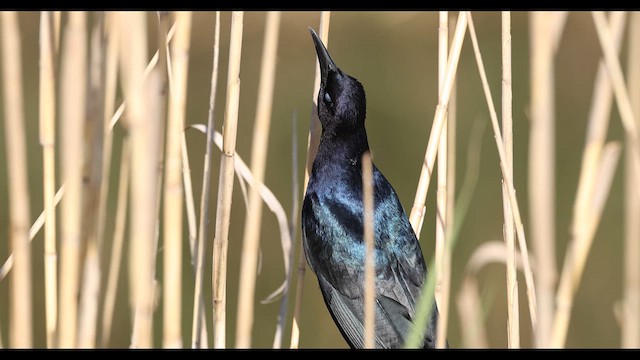 Boat-tailed Grackle - ML637004016