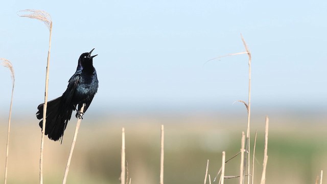 Boat-tailed Grackle - ML637004017