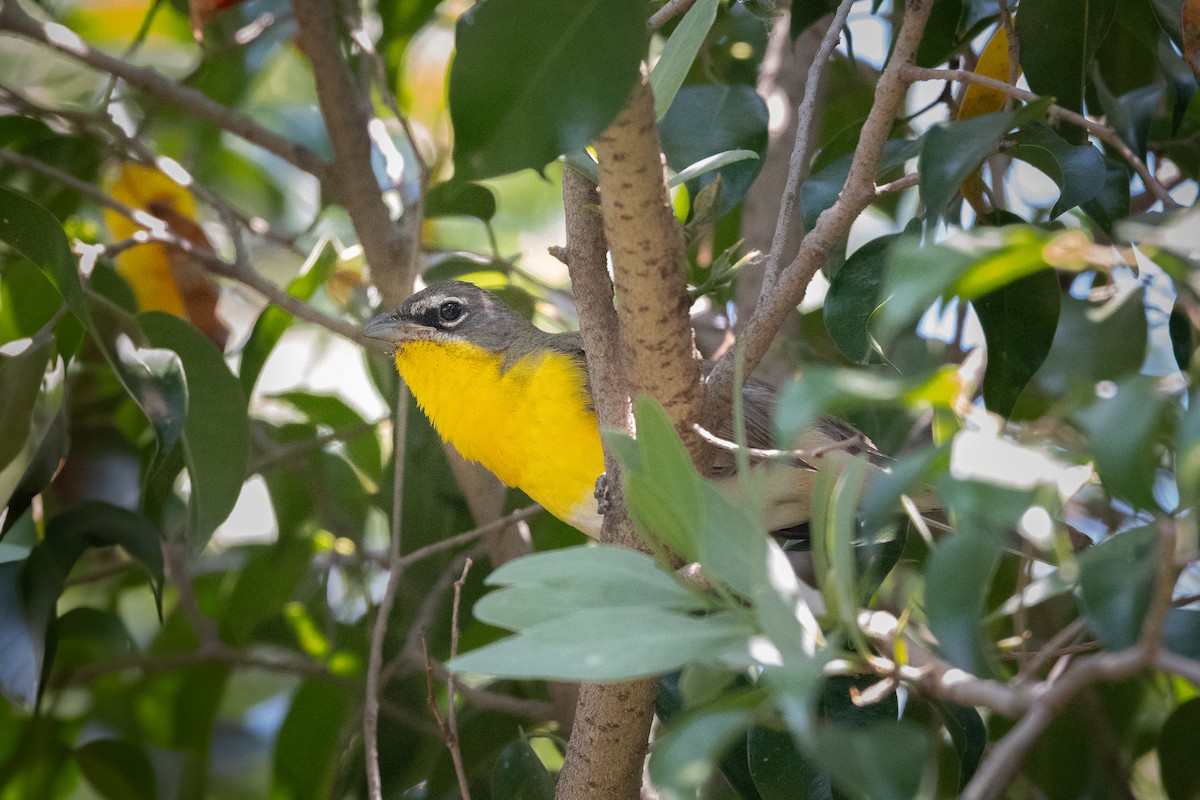 Yellow-breasted Chat - ML637004019