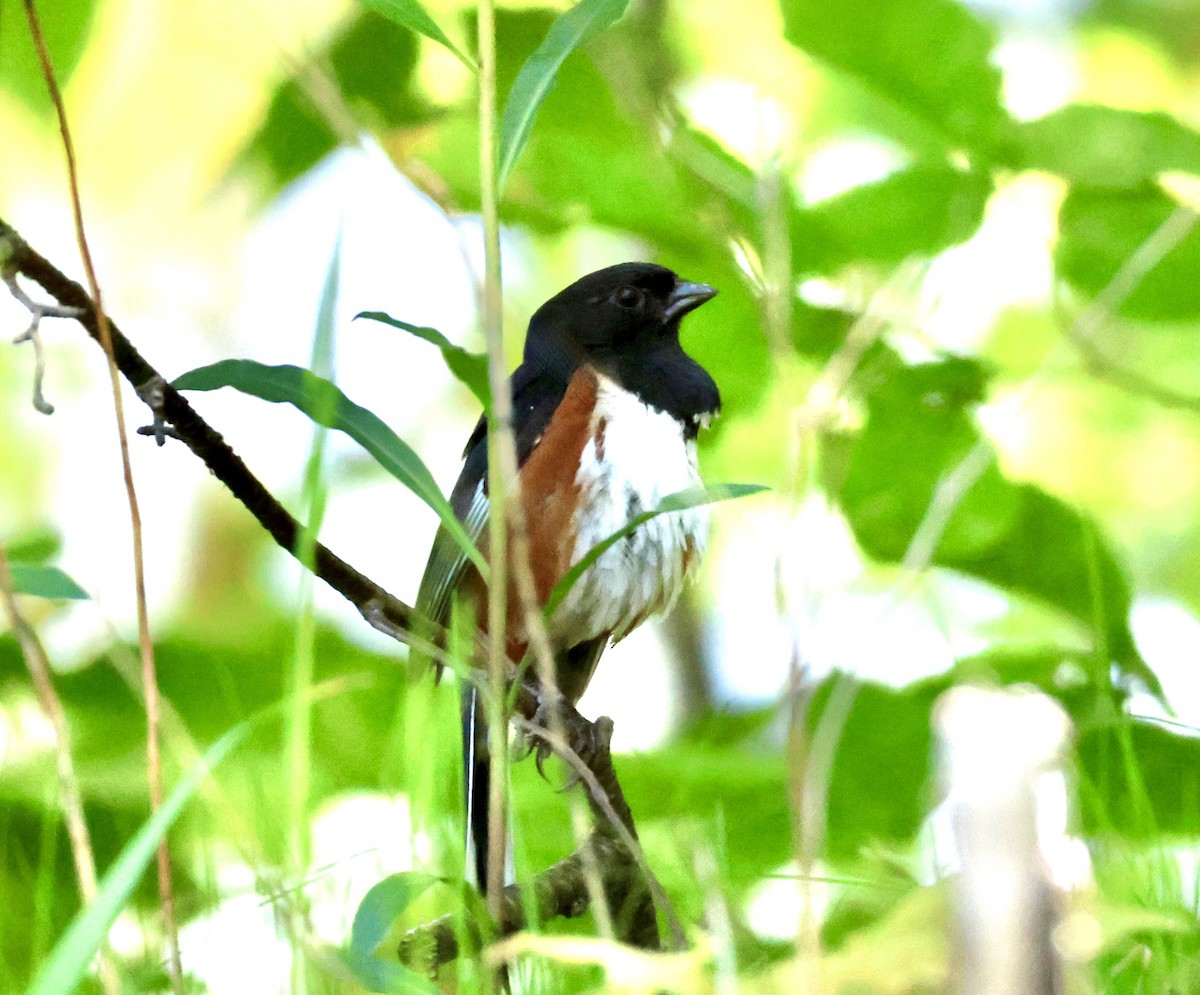 Eastern Towhee - ML637004050