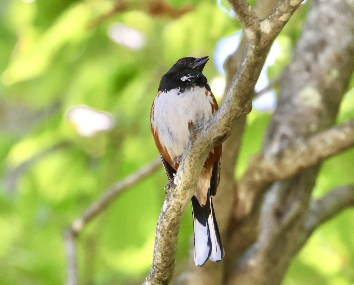 Eastern Towhee - ML637004052