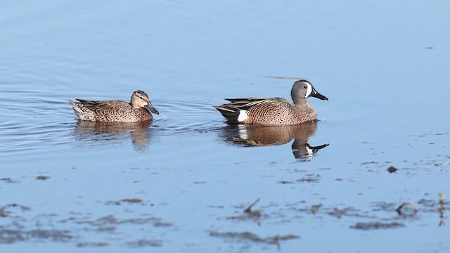 Blue-winged Teal - ML637004068