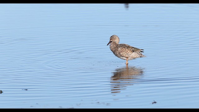 Blue-winged Teal - ML637004079
