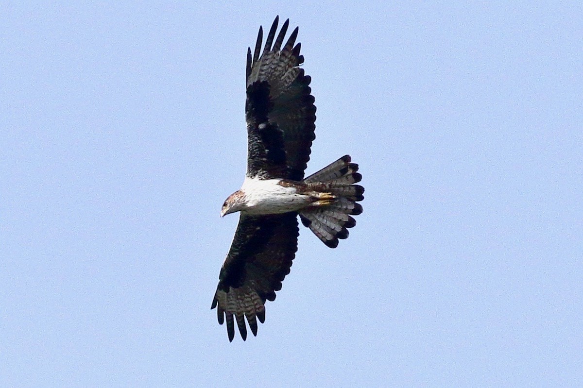 Bonelli's Eagle - ML637004088