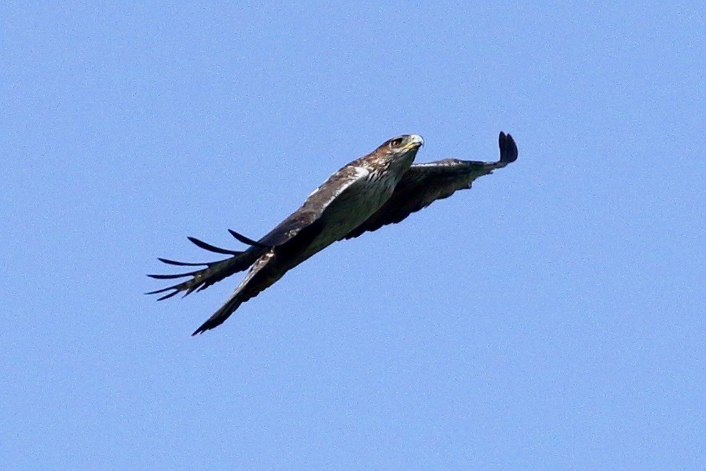 Bonelli's Eagle - ML637004089