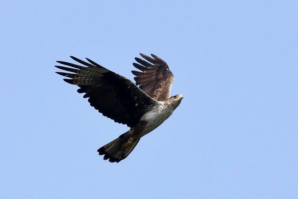Bonelli's Eagle - ML637004090
