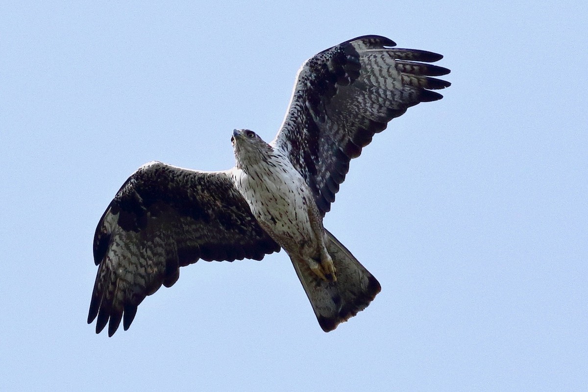 Bonelli's Eagle - ML637004109