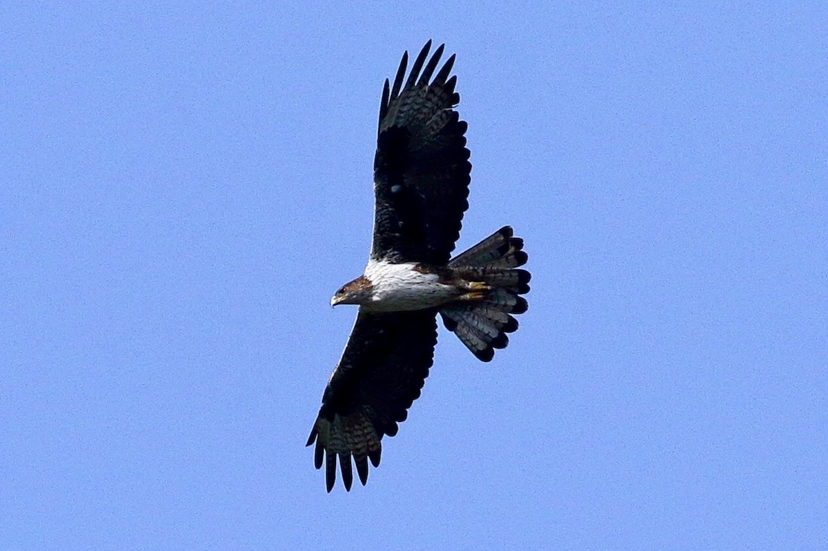 Bonelli's Eagle - ML637004110