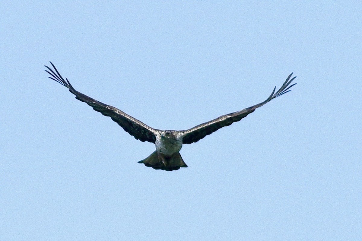Bonelli's Eagle - ML637004118