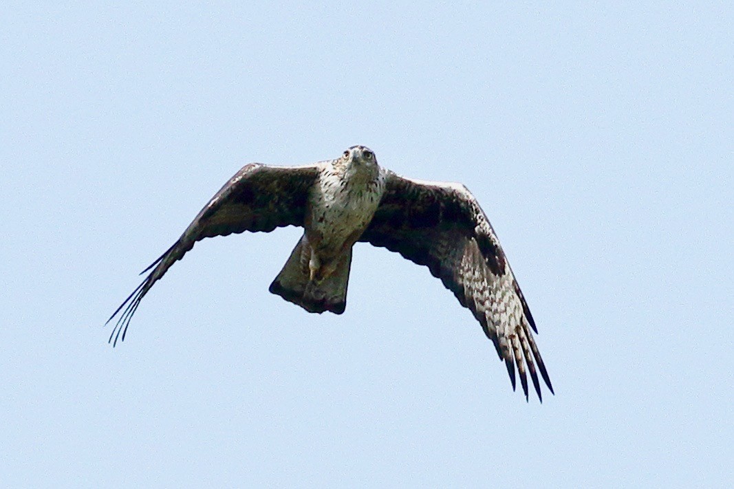 Bonelli's Eagle - ML637004119