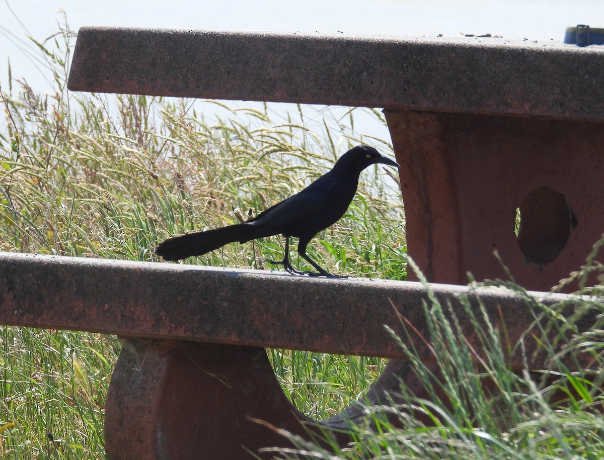 Great-tailed Grackle - ML637004126