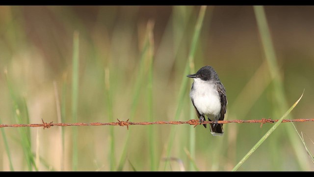 Eastern Kingbird - ML637004133