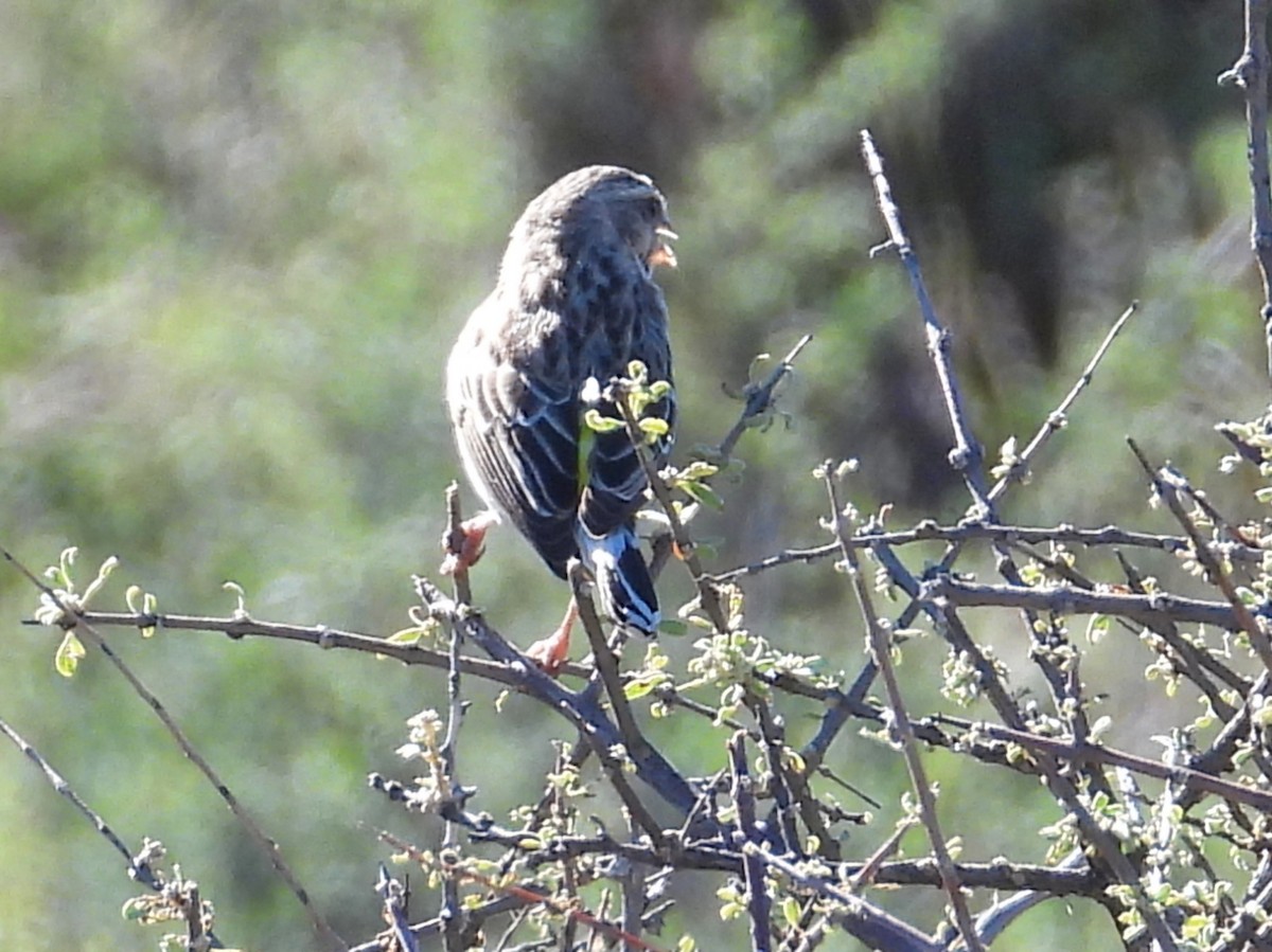 Black-throated Canary - ML637004173