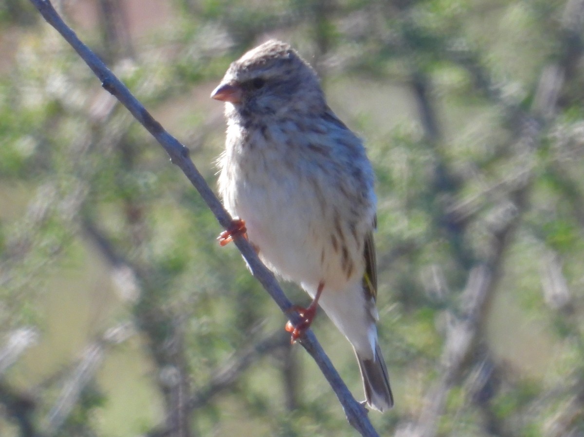 Black-throated Canary - ML637004179