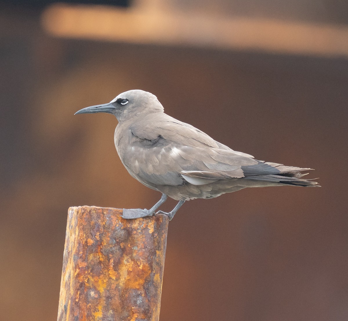 Brown Noddy - ML637004227