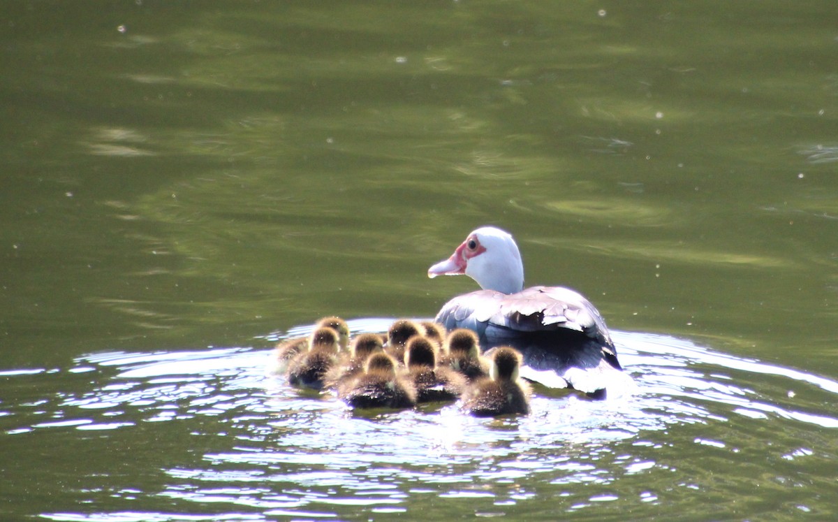 Canard musqué (forme domestique) - ML637004352