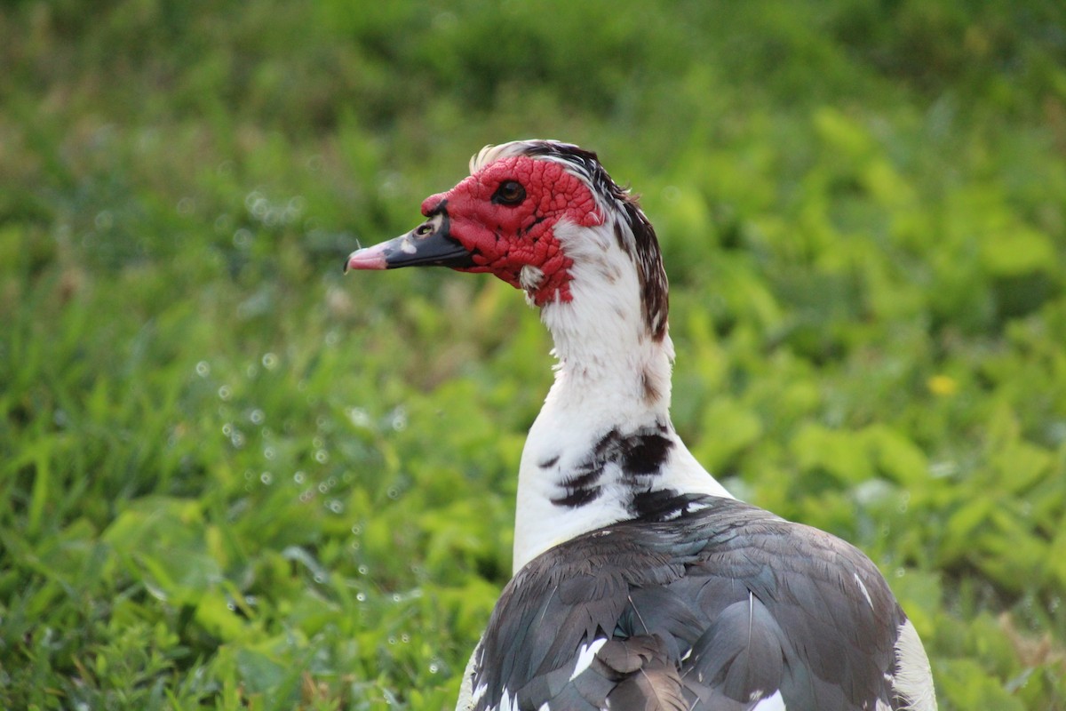 Canard musqué (forme domestique) - ML637004353