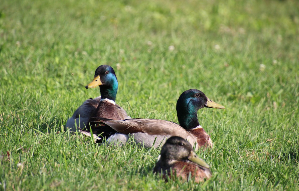 Canard colvert (forme domestique) - ML637004362