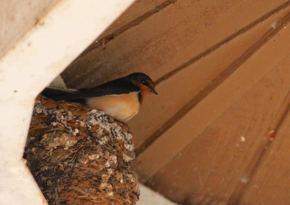 Hirondelle rustique - ML637004373
