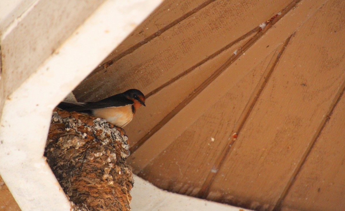 Hirondelle rustique - ML637004374
