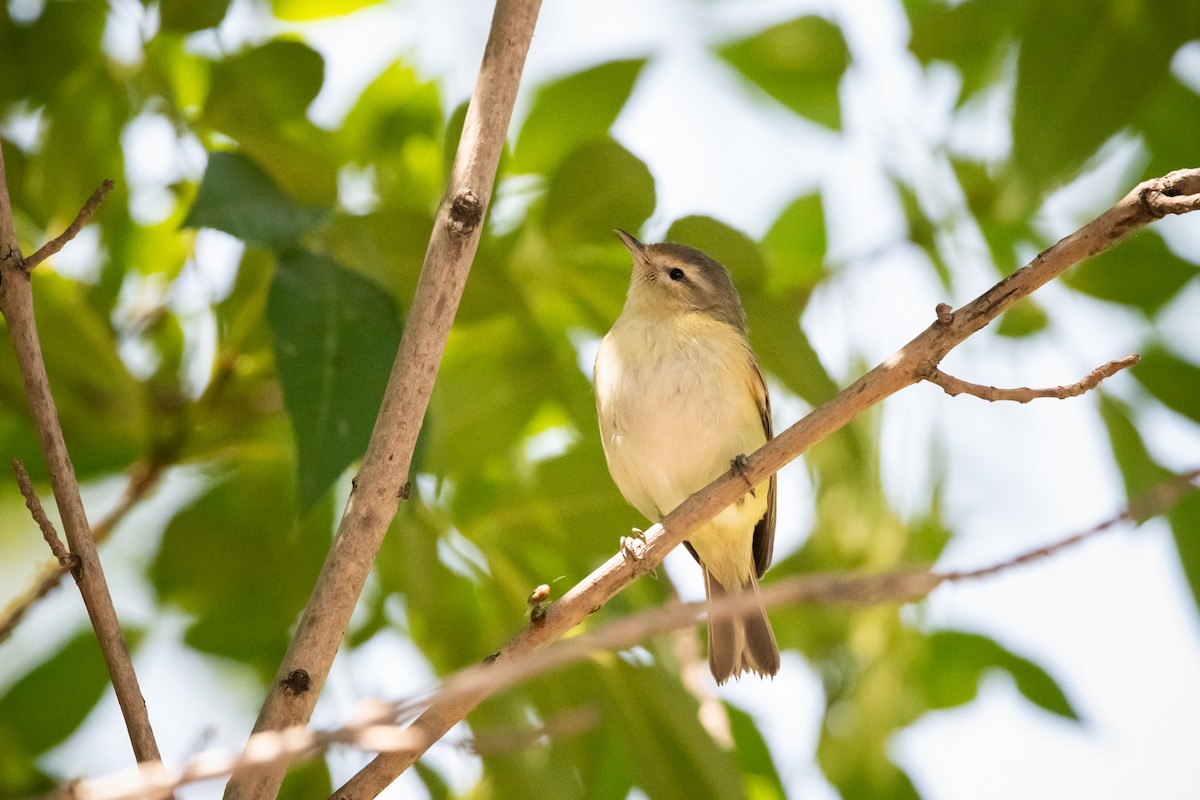 Warbling Vireo - ML637004419