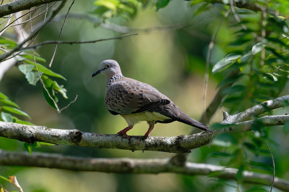 Spotted Dove - ML637004498
