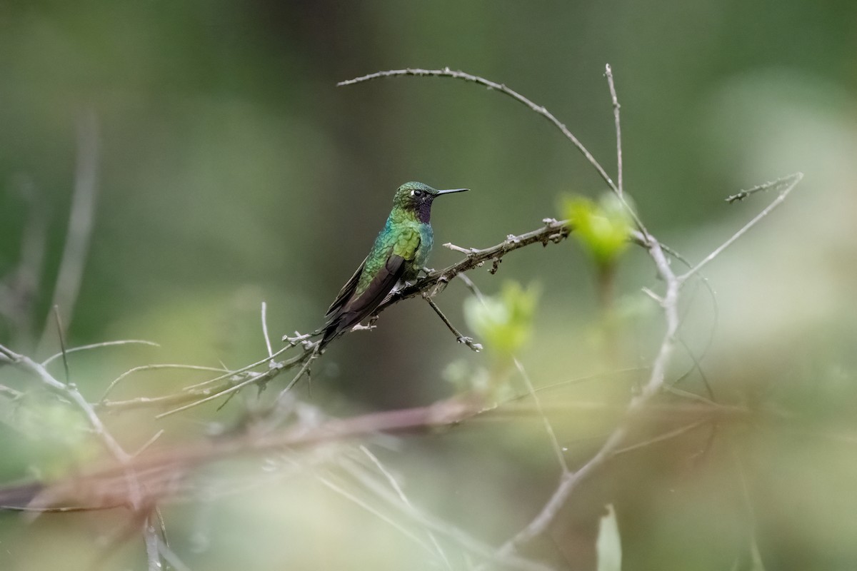 Purple-throated Sunangel - ML637004499