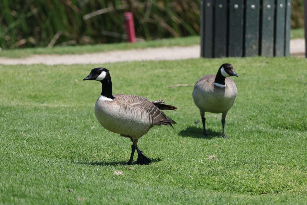 Cackling Goose - ML637004554