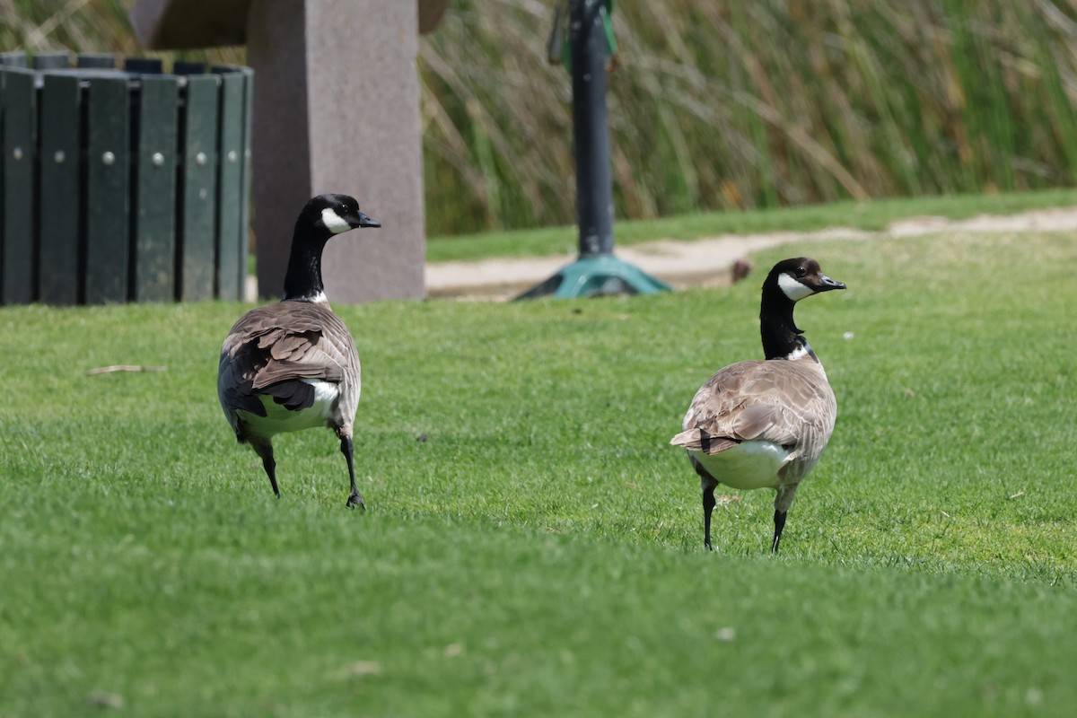 Cackling Goose - ML637004555