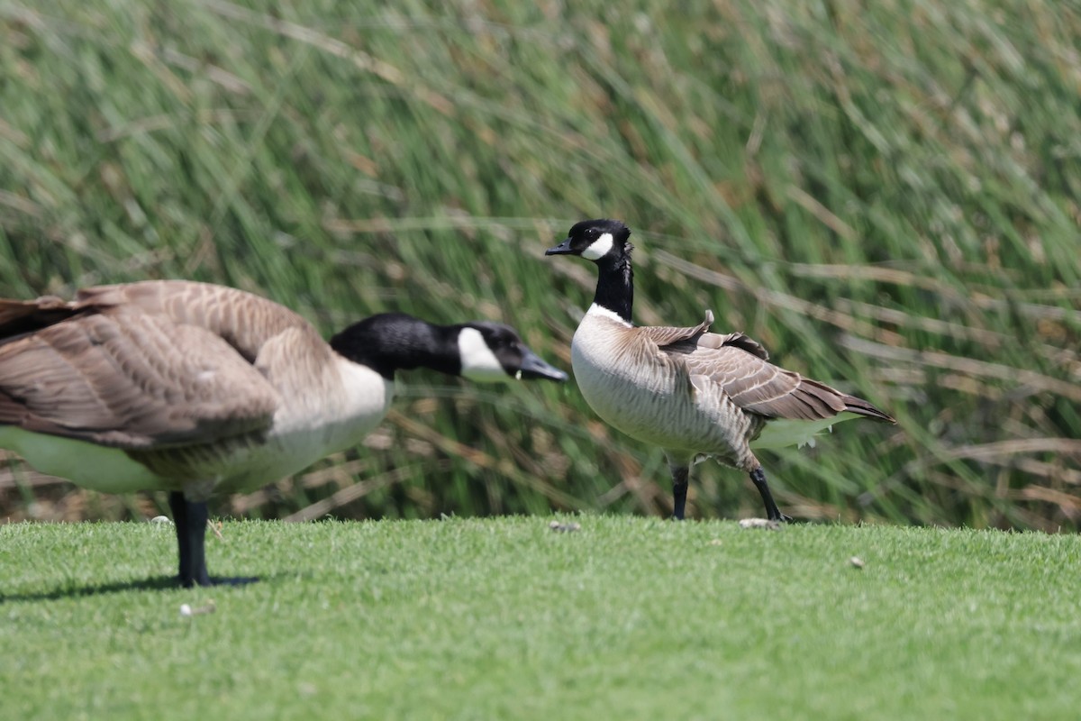 Cackling Goose - ML637004556