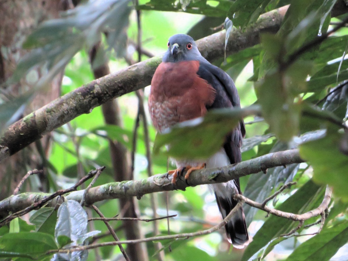 Double-toothed Kite - ML637004590