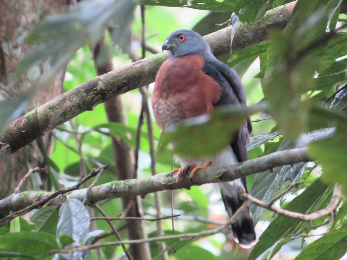 Double-toothed Kite - ML637004591