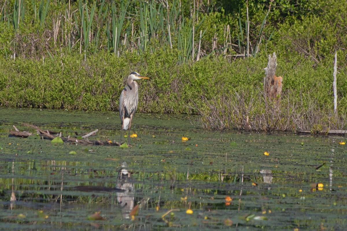 Great Blue Heron - ML637004616