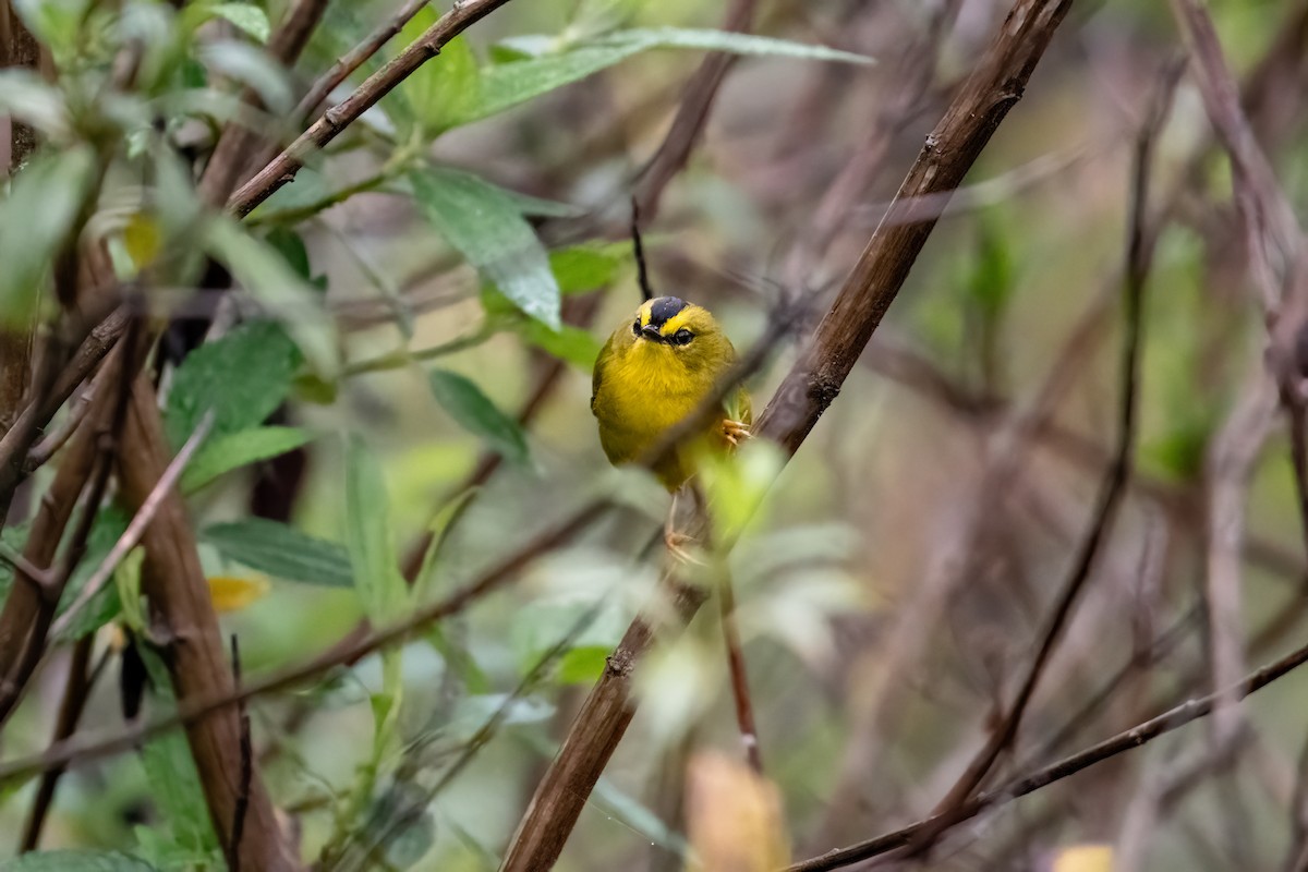 Black-crested Warbler - ML637004621