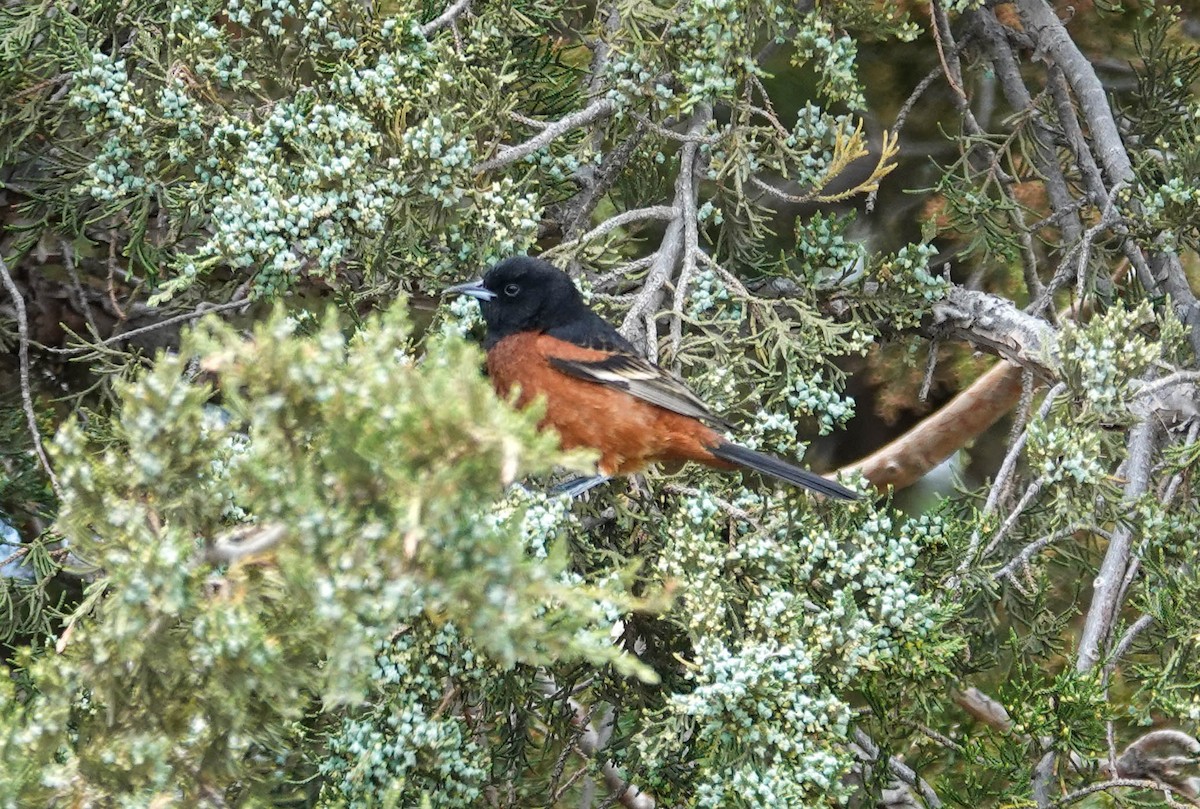 Orchard Oriole - ML637004623