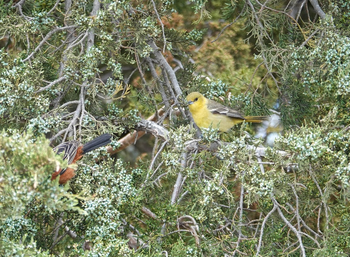 Orchard Oriole - ML637004624